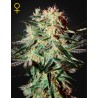 ARJAN'S STRAWBERRY HAZE · Green House Seeds · cannabis seeds · Fem