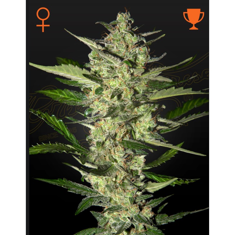 FLOWERBOMB KUSH · Strain Hunters · kenevir tohum · Disi · Fem