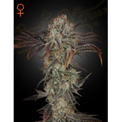 MONEY MAKER · Strain...