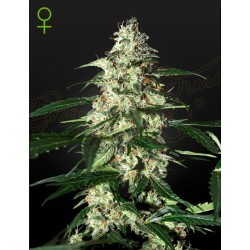 SKUNK AUTOFLOWERING ·...
