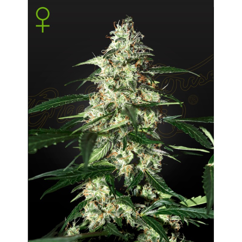 SKUNK AUTOFLOWERING · Strain Hunters · kenevir tohum · Disi · AutoFem