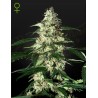 SKUNK AUTOFLOWERING · Strain Hunters · kenevir tohum · Disi · AutoFem
