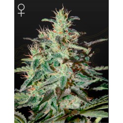 WHITE LEMON · Strain...