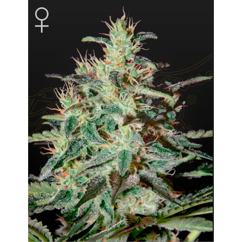 WHITE LEMON · Strain Hunters · kenevir tohum · Disi · Fem