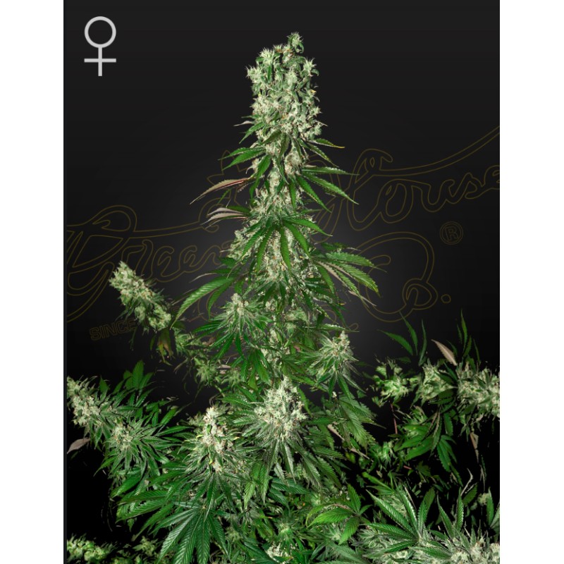 WHITE STRAWBERRY SKUNK · Strain Hunters · kenevir tohum · Disi · Fem