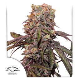 AUTO CANDY BUBATZ XL · Dutch Passion · kenevir tohum · Disi · Auto Fem