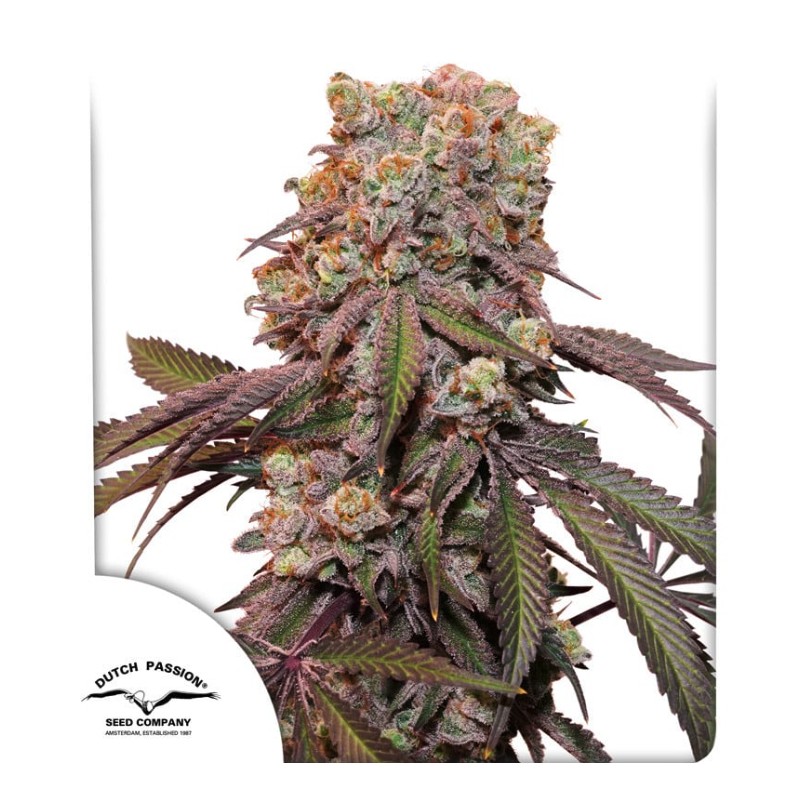 AUTO CANDY BUBATZ XL · Dutch Passion · kenevir tohum · Disi · Auto Fem