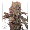 AUTO CANDY BUBATZ XL · Dutch Passion · kenevir tohum · Disi · Auto Fem