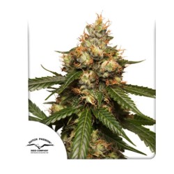 AUTO THC-VICTORY · Dutch Passion · kenevir tohum · Disi · Auto Fem