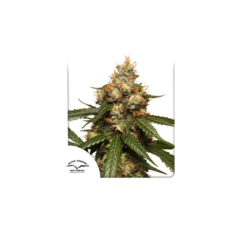 AUTO THC-VICTORY · Dutch Passion · cannabis seeds · Auto Fem