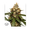 AUTO THC-VICTORY · Dutch Passion · kenevir tohum · Disi · Auto Fem