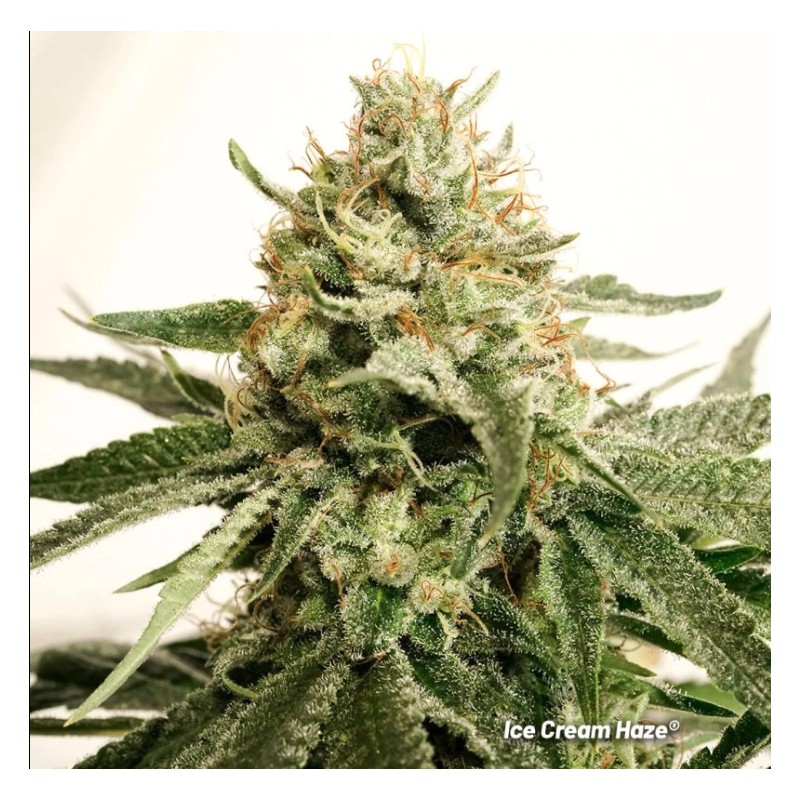 ICE CREAM HAZE · Dutch Passion · cannabis seeds · Fem