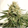 ICE CREAM HAZE · Dutch Passion · kenevir tohum · Disi · Fem