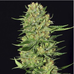 VENENO · Eva Seeds ·...
