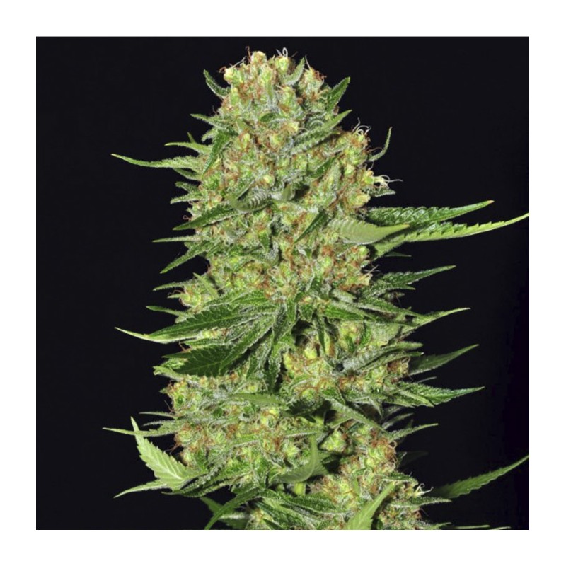 VENENO · Eva Seeds · cannabis seeds · Fem