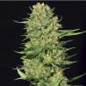 VENENO · Eva Seeds · cannabis seeds · Fem