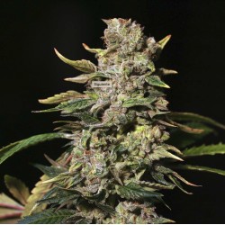 TNT KUSH · Eva Seeds ·...
