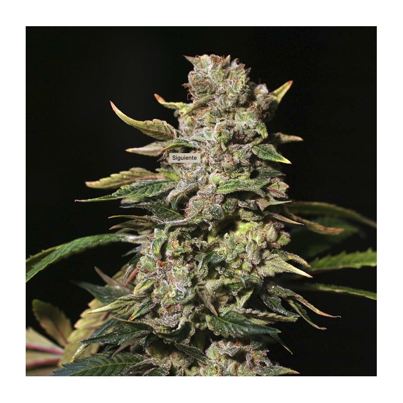 TNT KUSH · Eva Seeds · cannabis seeds · Fem