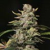 TNT KUSH · Eva Seeds · cannabis seeds · Fem