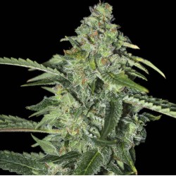 TNT KUSH CBD · Eva Seeds ·...