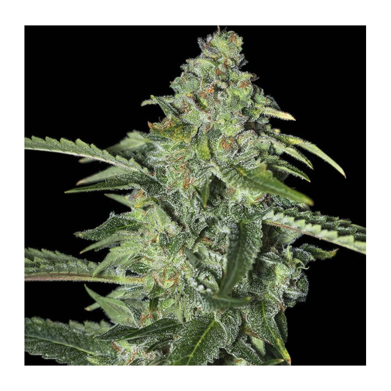 TNT KUSH CBD · Eva Seeds · cannabis seeds · Fem