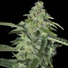 TNT KUSH CBD · Eva Seeds · cannabis seeds · Fem