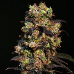 PINK PLANT · Eva Seeds ·...