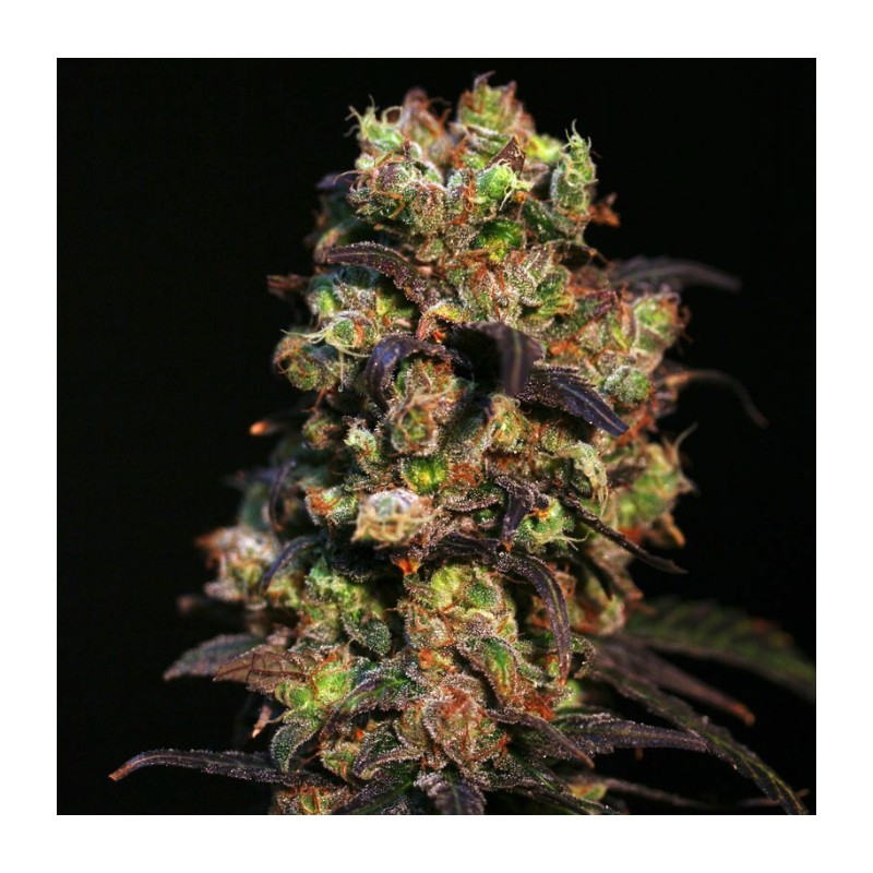 PINK PLANT · Eva Seeds · cannabis seeds · Fem