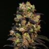 PINK PLANT · Eva Seeds · cannabis seeds · Fem