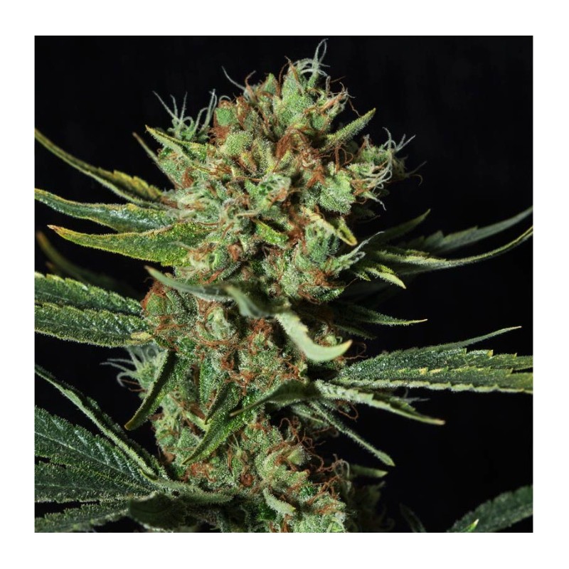 ONLY CBD · Eva Seeds · cannabis seeds · Fem