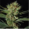 ONLY CBD · Eva Seeds · cannabis seeds · Fem
