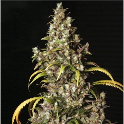 MONSTER · Eva Seeds ·...