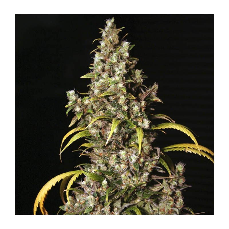 MONSTER · Eva Seeds · cannabis seeds · Fem