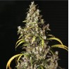 MONSTER · Eva Seeds · cannabis seeds · Fem
