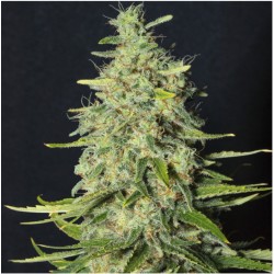 MONSTER CBD · Eva Seeds ·...