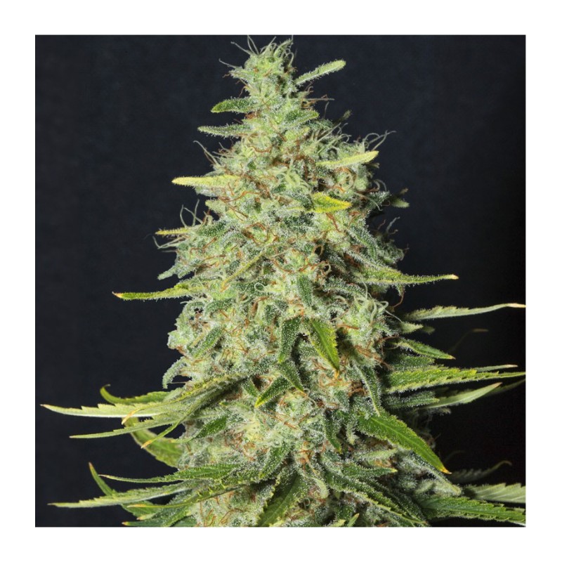 MONSTER CBD · Eva Seeds · cannabis seeds · Fem