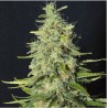 MONSTER CBD · Eva Seeds · cannabis seeds · Fem