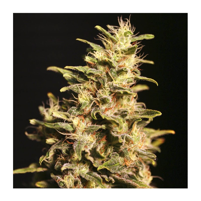 MISSING IN BARCELONA · Eva Seeds · cannabis seeds · Fem