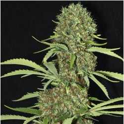 JAMAICAN DREAM · Eva Seeds...