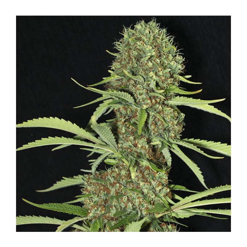 JAMAICAN DREAM · Eva Seeds · cannabis seeds · Fem