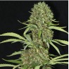 JAMAICAN DREAM · Eva Seeds · cannabis seeds · Fem