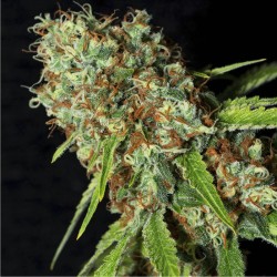 JAMAICAN DREAM CBD · Eva...
