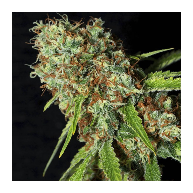 JAMAICAN DREAM CBD · Eva Seeds · cannabis seeds · Fem