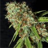 JAMAICAN DREAM CBD · Eva Seeds · kenevir tohum · Disi · Fem