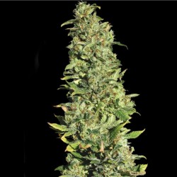 HIGH LEVEL · Eva Seeds ·...