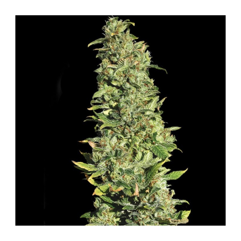 HIGH LEVEL · Eva Seeds · cannabis seeds · Fem