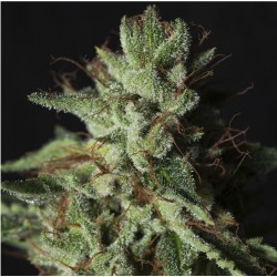 GORILLA CANDY · Eva Seeds ·...