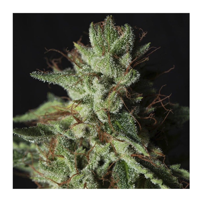GORILLA CANDY · Eva Seeds · cannabis seeds · Fem