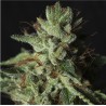 GORILLA CANDY · Eva Seeds · cannabis seeds · Fem
