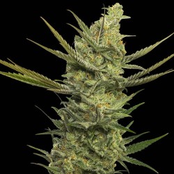 GIPSY HAZE · Eva Seeds ·...